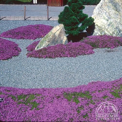 Thyme 'Purple Creeping' SEED x 30 ~ Groundcover, Rockery *HEIRLOOM* Perennial Carousel 1