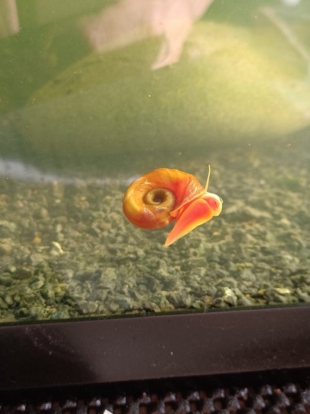 Ramshorn snails Carousel 1