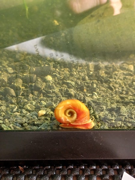 Ramshorn snails Carousel 2