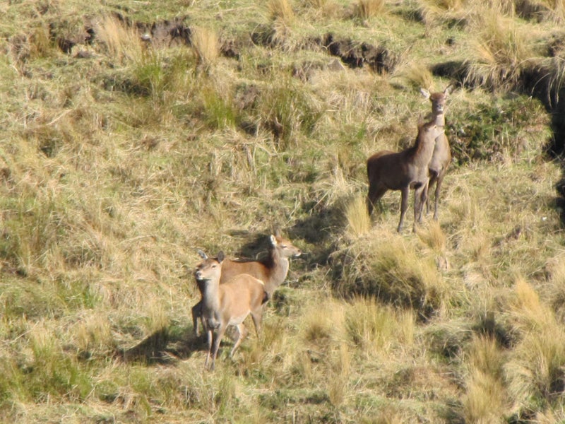 Fallow Rut & Wallaby Hunting - Hakataramea Valley Carousel 16