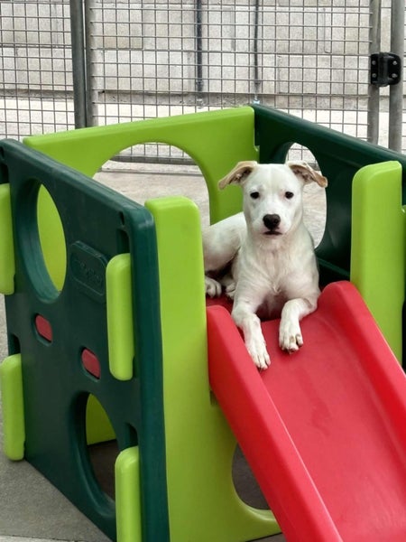 Esme Rescue Dog - CDRRNZ Carousel 2