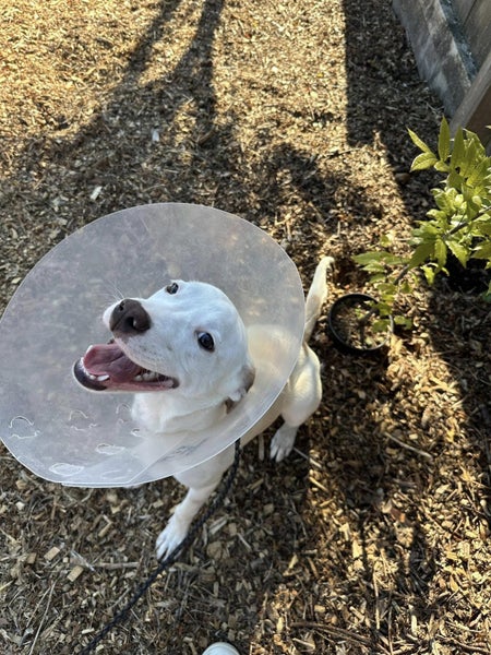 Esme Rescue Dog - CDRRNZ Carousel 1