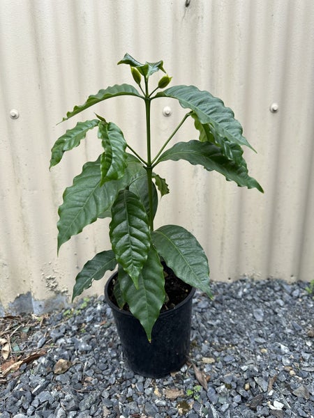 Arabica Coffee plant Carousel 1