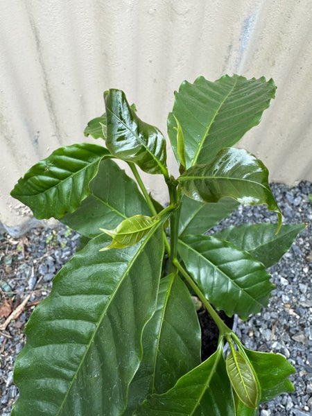 Arabica Coffee plant Carousel 2