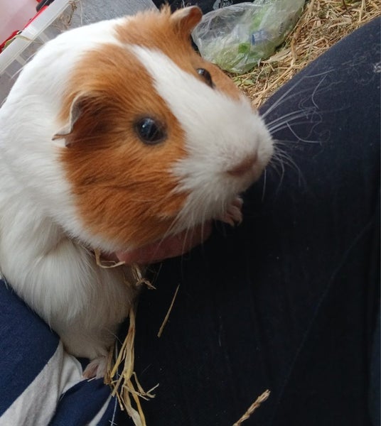 Guinea pigs ×3 Carousel 2
