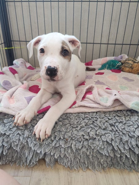 Rebel - American bulldog x - Spot Rescue Carousel 14