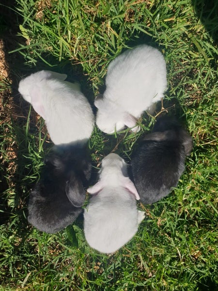 Mini Lop bunny's Carousel 1