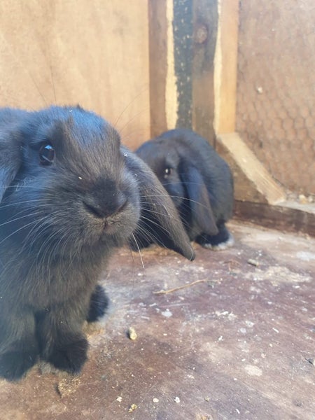 Mini Lop bunny's Carousel 2