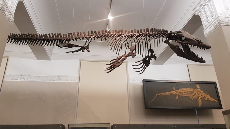 Mosasaur Fossil Tooth - Good Size, High Quality Carousel 14