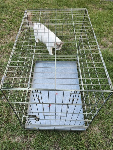 Cage Big Strong Carousel 10