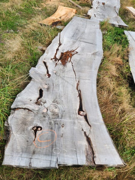 Macrocarpa clearance Slab C Carousel 1