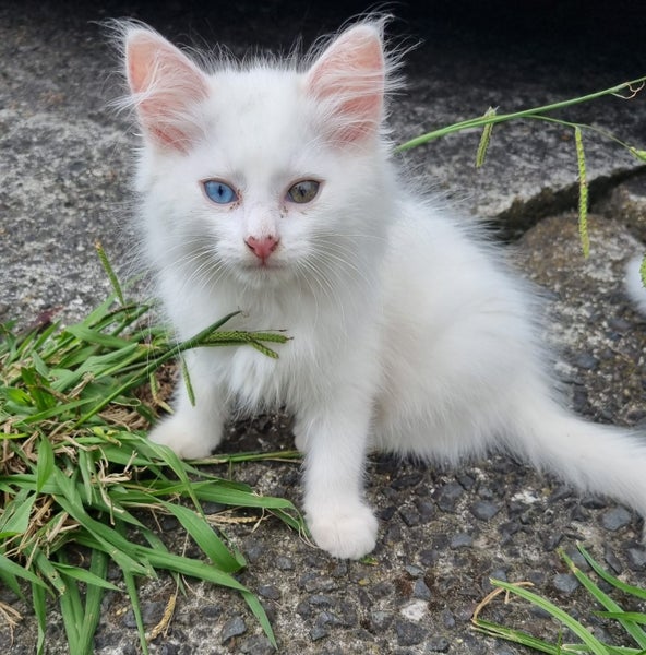 Mix ragdoll kittens Carousel 1