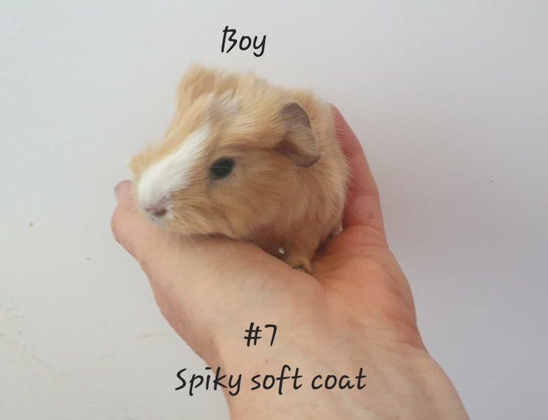 Baby Guinea Pigs, pick up Helensville Carousel 11