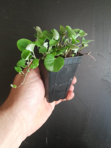 Dichondra Emerald Falls Carousel 1