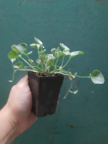 Dichondra Emerald Falls Carousel 2
