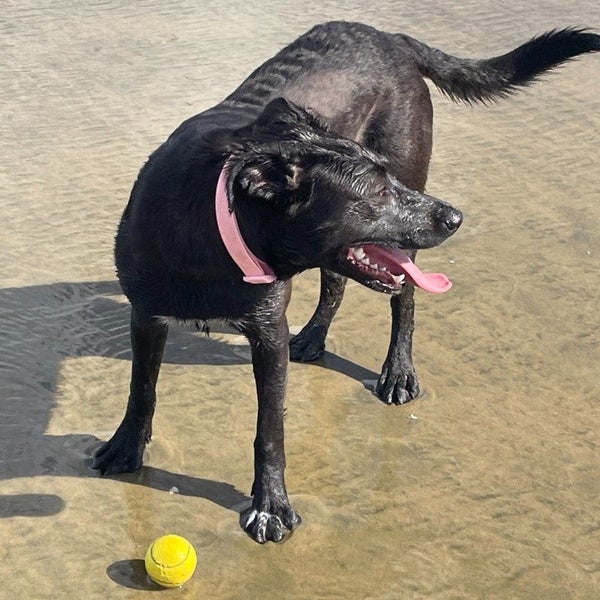 Ellie - X - BOI Animal Rescue Trust Carousel 2