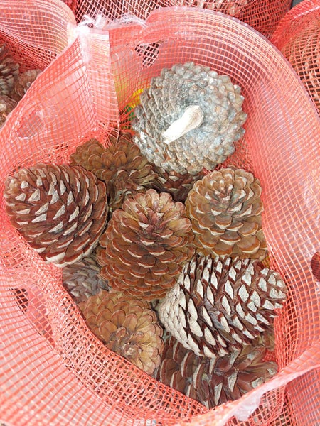Kiln Dried Pinecones - Excellent Kindling! Carousel 1