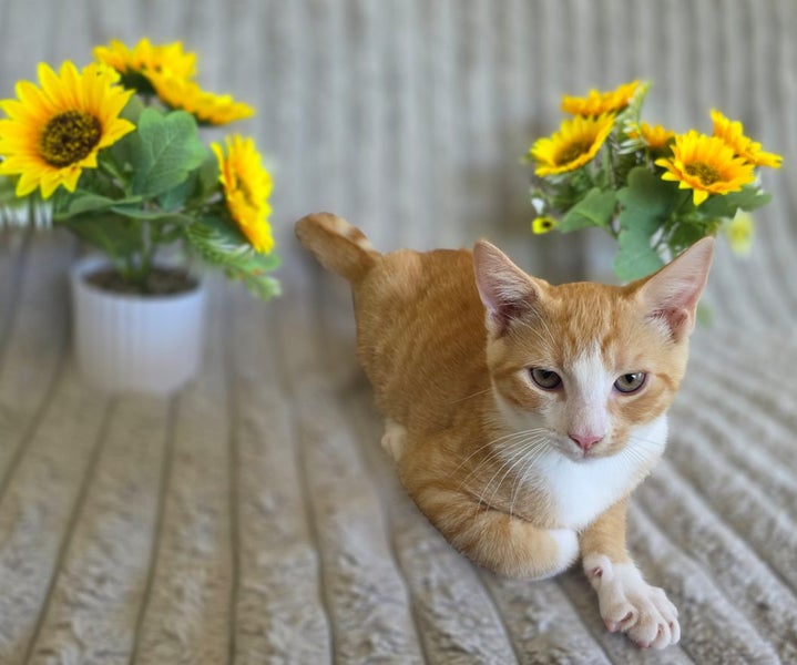 Confident & Playful Ginger Tabby Kitten – Ready for Adoption! PAWSITIVE RESCUE Carousel 1