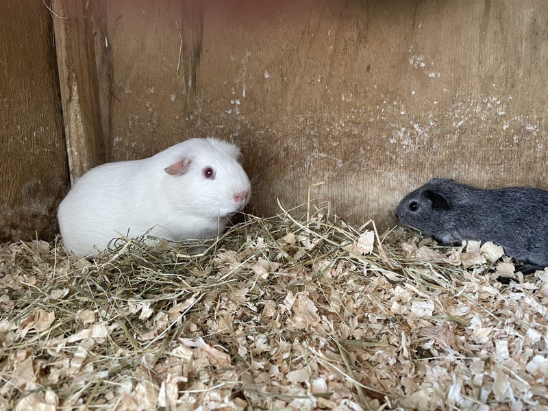 Guinea Pigs Carousel 1