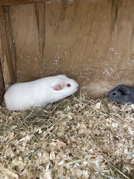 Guinea Pigs Carousel 2