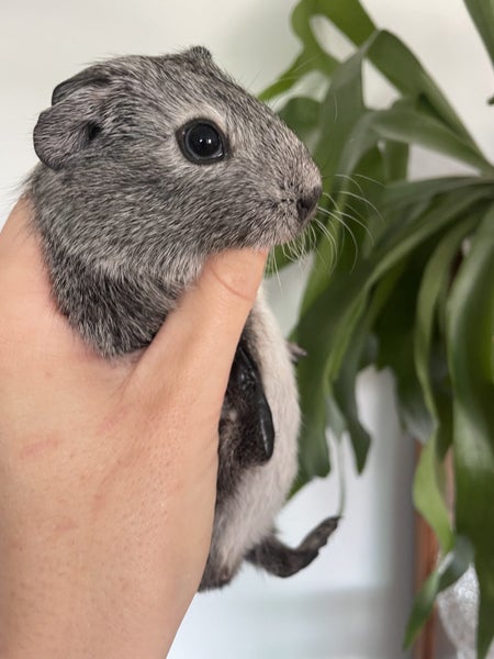 Guinea Pigs Carousel 3