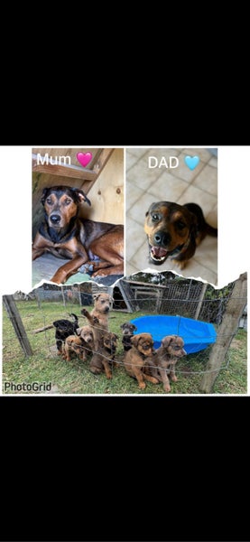 Puppies Rottweiler x Kelpie Carousel 1