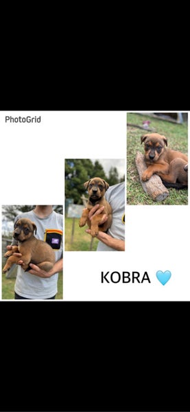 Puppies Rottweiler x Kelpie Carousel 5