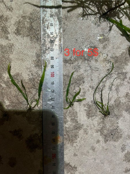 Needle Java fern Carousel 3