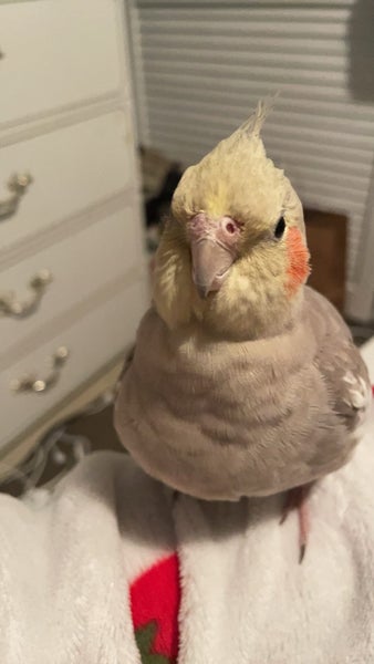 Lost cockatiel Carousel 1