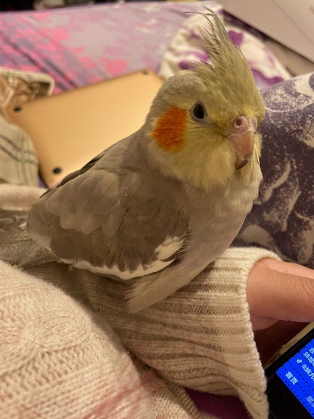 Lost cockatiel Carousel 2