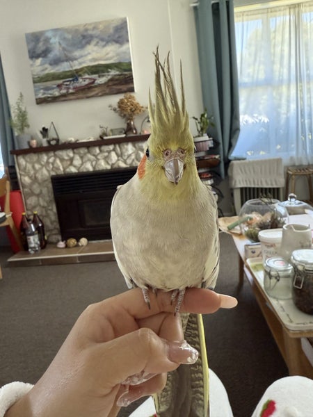 Lost cockatiel Carousel 3