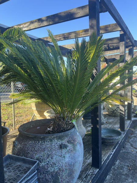 Large Cycad palm Carousel 1