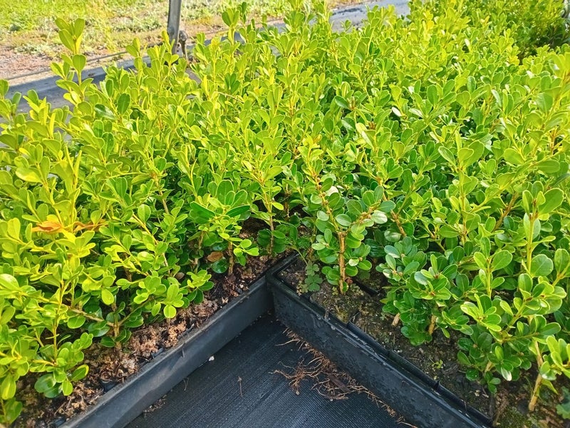 Buxus microphylla 15-25cm tall Carousel 2