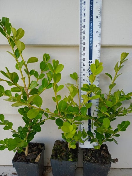 Buxus microphylla 15-25cm tall Carousel 1