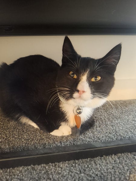 CAT RESCUE CHCH - Ready For Adoption Sparkle Socks Carousel 1