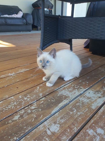 Purebred Ragdoll Kittens Carousel 1