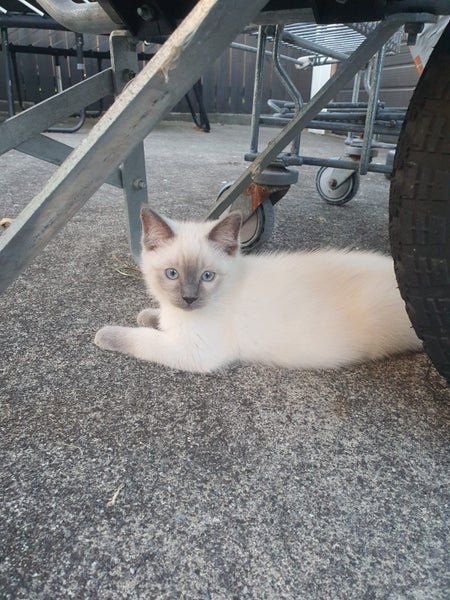 Purebred Ragdoll Kittens Carousel 10