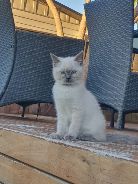 Purebred Ragdoll Kittens Carousel 2