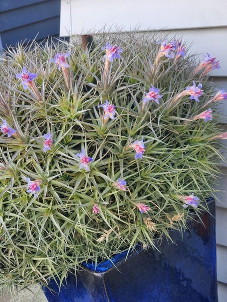 SALE: Tillandsia bergeri Air Plants - CLUSTERS Carousel 2