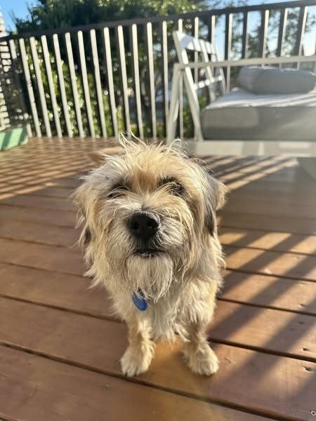 Huey Rescue Dog - CDRRNZ Carousel 1