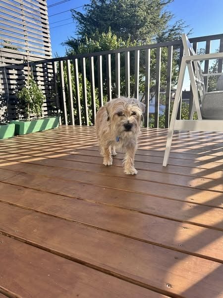 Huey Rescue Dog - CDRRNZ Carousel 4