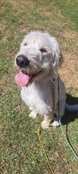 Marlo Rescue Dog - CDRRNZ Carousel 2