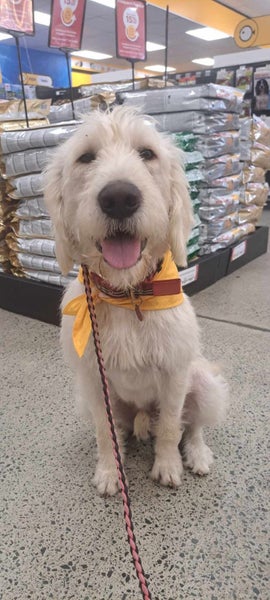 Marlo Rescue Dog - CDRRNZ Carousel 1