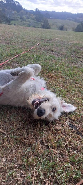 Marlo Rescue Dog - CDRRNZ Carousel 3
