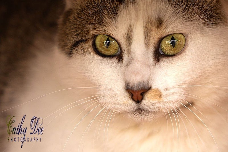 Outdoor / Barn Homes Needed - Maggie needs a home! Carousel 2