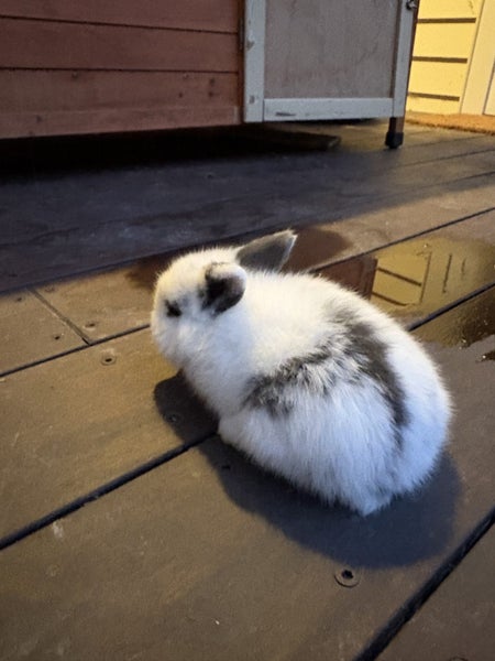 Mini lop baby Carousel 2