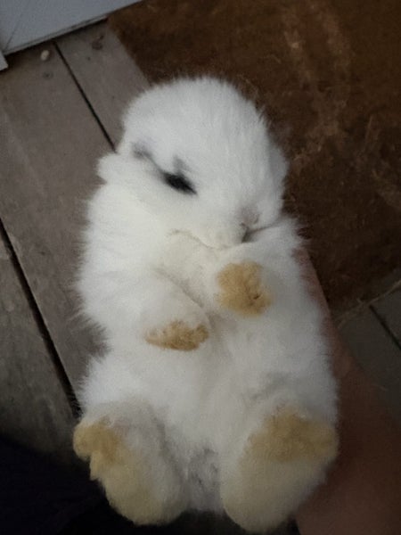 Mini lop baby Carousel 1
