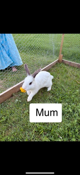 Mini lop baby Carousel 5