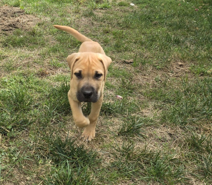 Chloe (Ellie's Canine Rescue & Rehome) Carousel 5