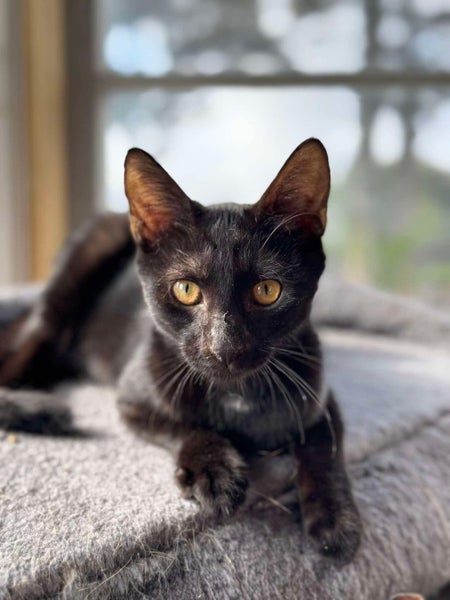 Rescue Kitten Spunky Carousel 1